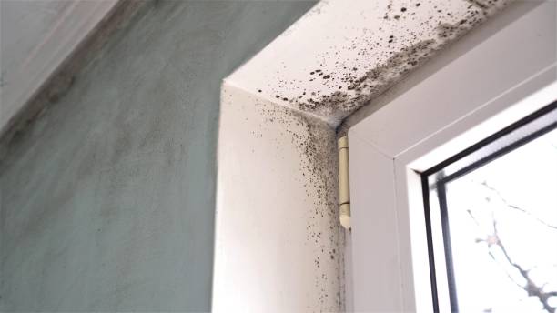 Best Mold Removal Company Near Me  in Frederick, OK