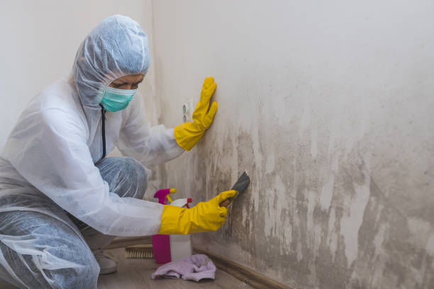 Best Mold Cleaning Services  in Frederick, OK