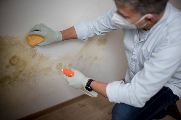 Best Home Mold Removal  in Frederick, OK