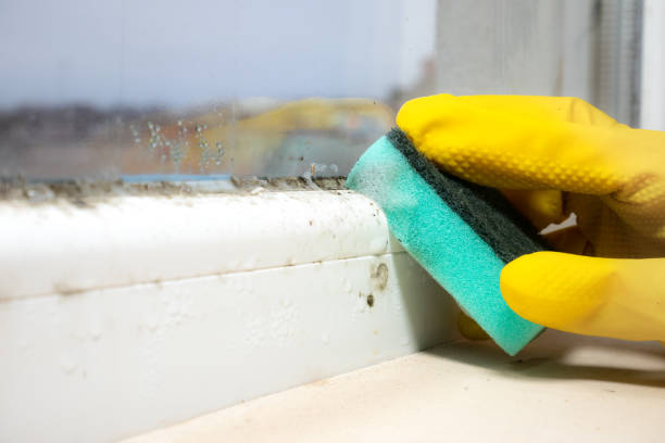 Best Professional Mold Removal  in Frederick, OK