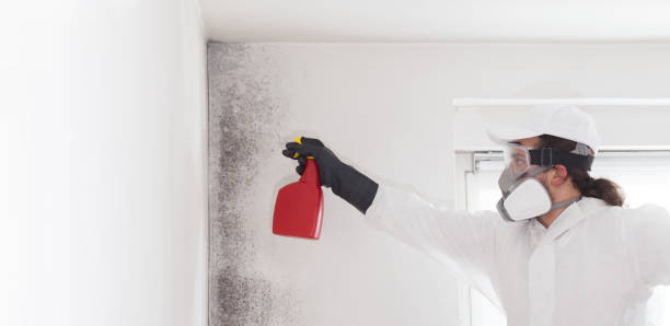 Best Affordable Mold Removal  in Frederick, OK