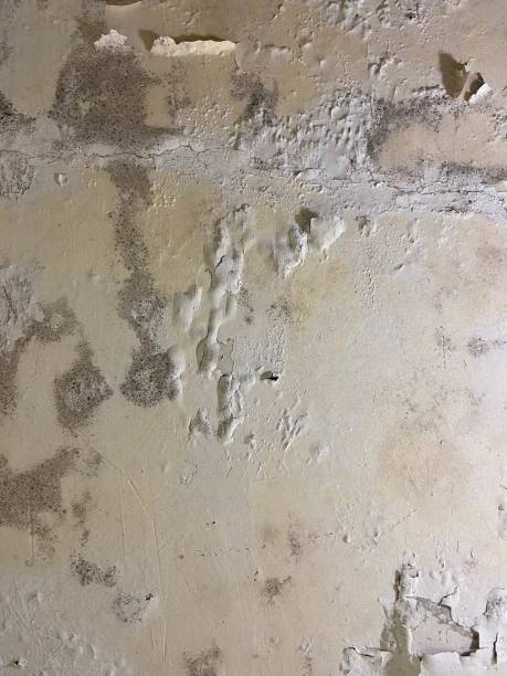 Best Crawl Space Mold Removal  in Frederick, OK
