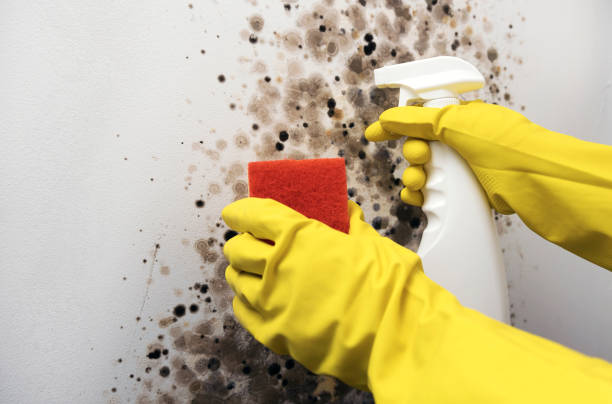Best Mold Testing  in Frederick, OK