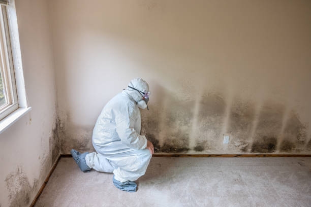 Best Mold Remediation  in Frederick, OK
