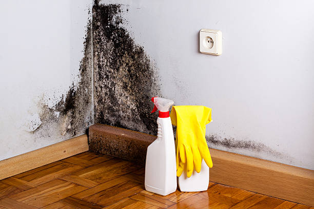 Best Office Mold Removal Services  in Frederick, OK