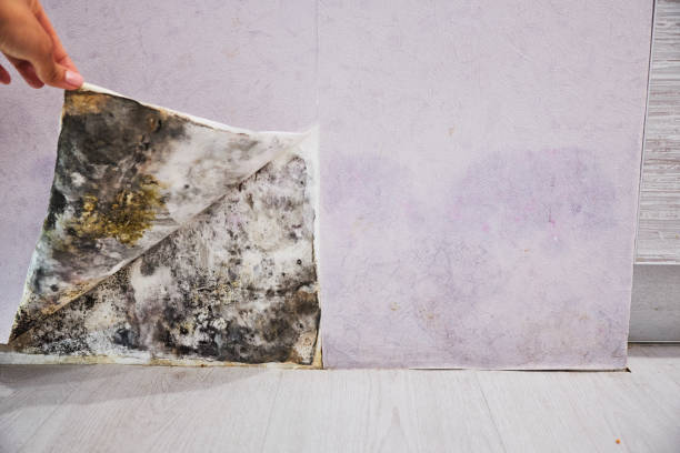 Best Same-Day Mold Removal  in Frederick, OK
